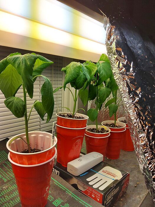 0b144aeef279010fc72b958b7d610391932b96b1_2_1050x1400