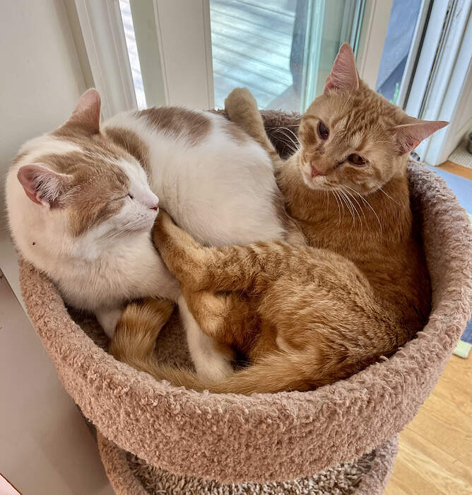 9FB6F354-C72F-4B1E-87CC-4DF9C9898E5A_1_201_a