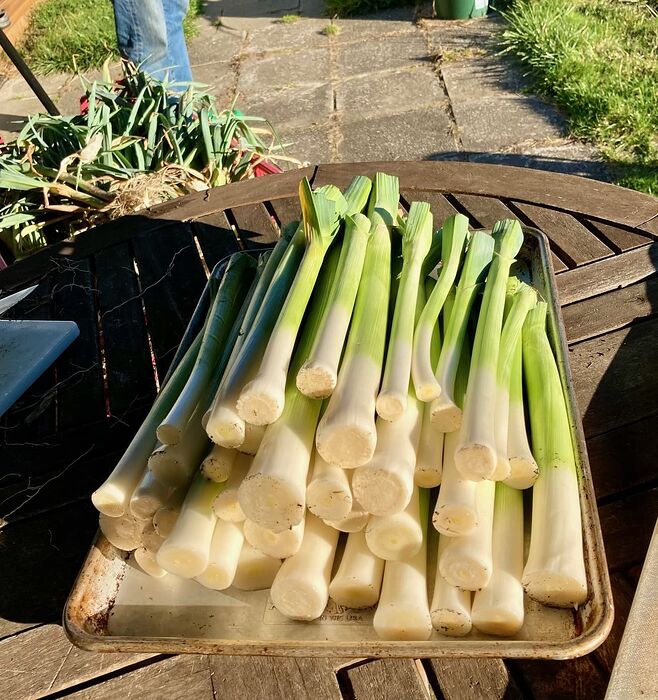 Leek Harvest