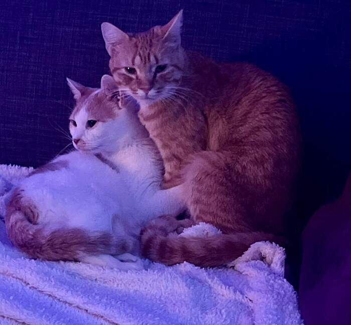 2F6AF8E0-C08E-4542-9525-B83DA5F27713_1_105_c