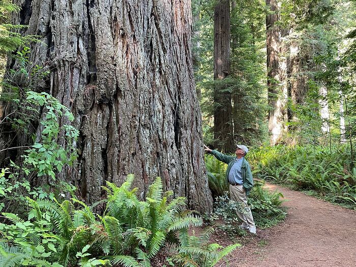redwood w me