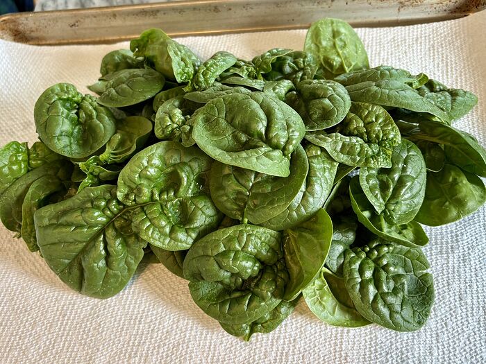 Noble Giant Spinach