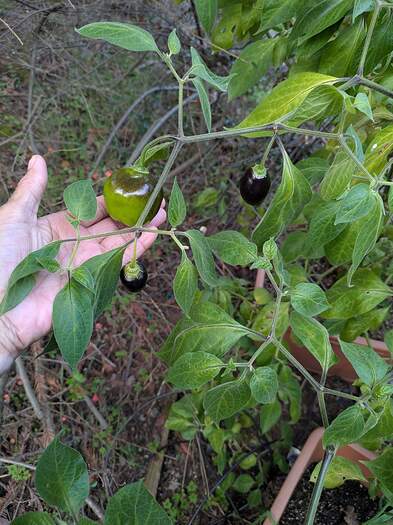 PXL_20260126_171517803