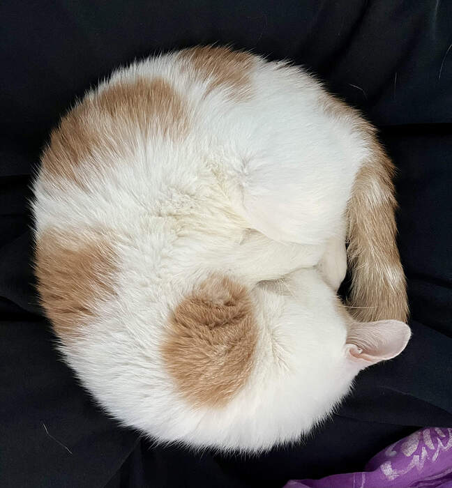 BD6C6C06-E7D5-4B56-86DF-608F2F43681B_1_201_a