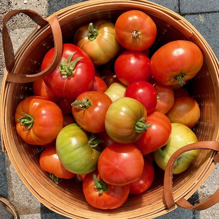 Tomato II