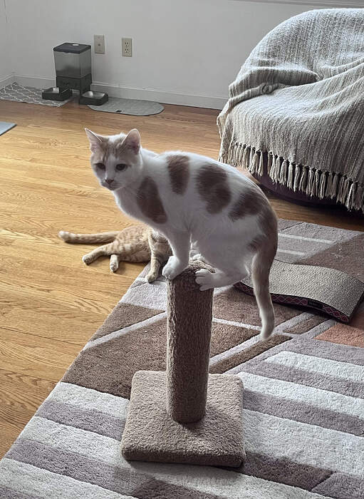 531782BD-A771-4887-A6CF-7FA7DD843C17_1_201_a