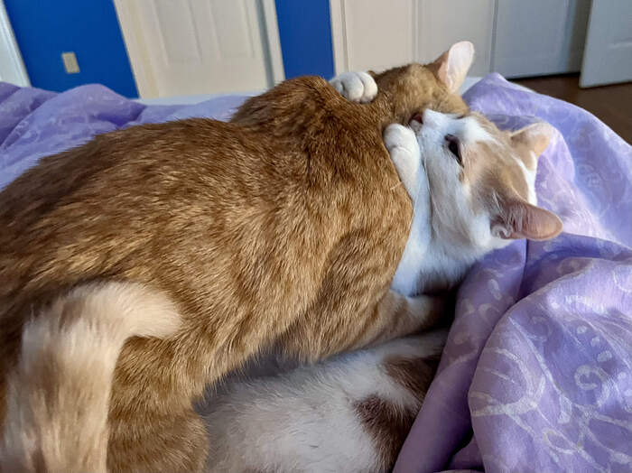 4438D2B0-25C1-41A8-A081-3EE2C93A7B94_1_201_a