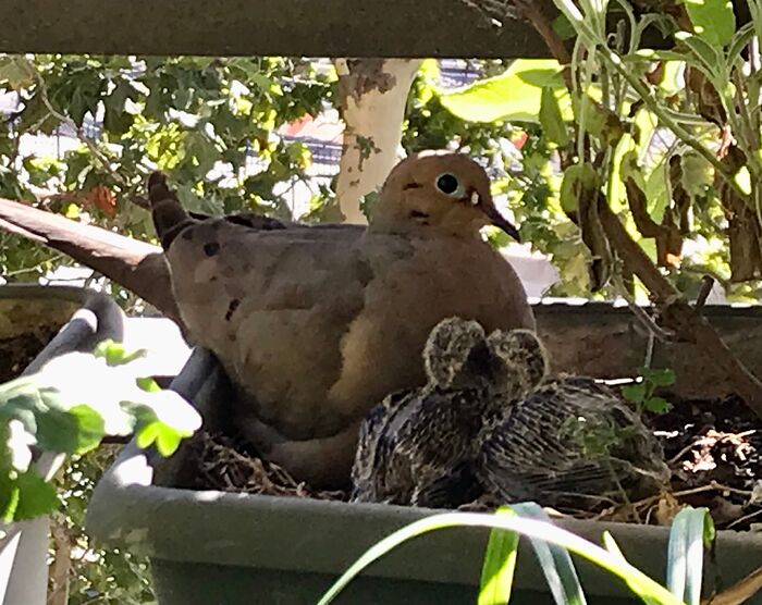 Dove