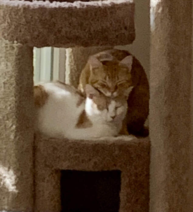 6375CF51-04F7-444E-A83C-2A1ED728DD65_1_201_a