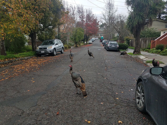 TurkeysOnCornell2019smaller