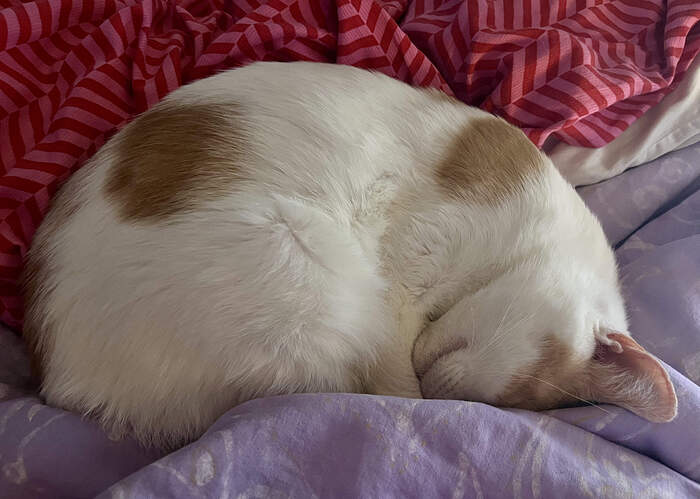 1E327150-B6B3-4A8D-956C-659F075A72DA_1_201_a