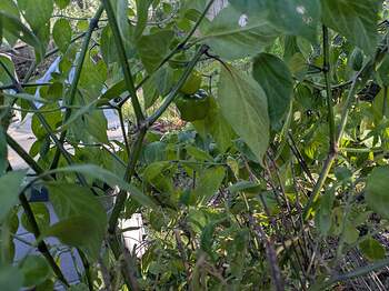 PXL_20260206_222637102.MP