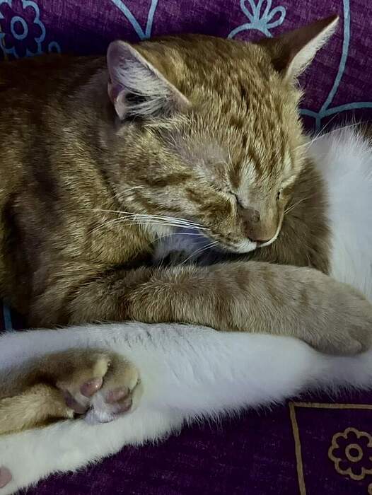 37E9ECC2-377D-4794-85F7-5062FB489B50_1_105_c