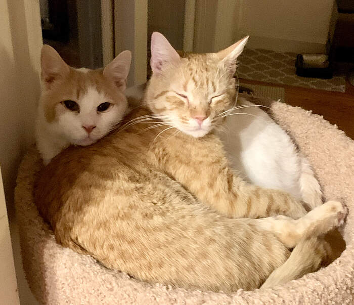 6EBAC135-73DD-4150-AED7-CB73D5819C53_1_201_a