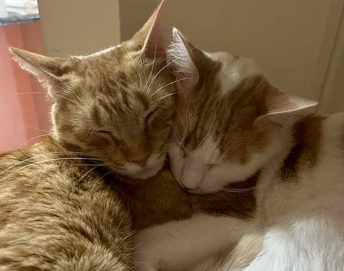 E473D356-6F8B-421D-82D3-B3544C900E4B_1_105_c