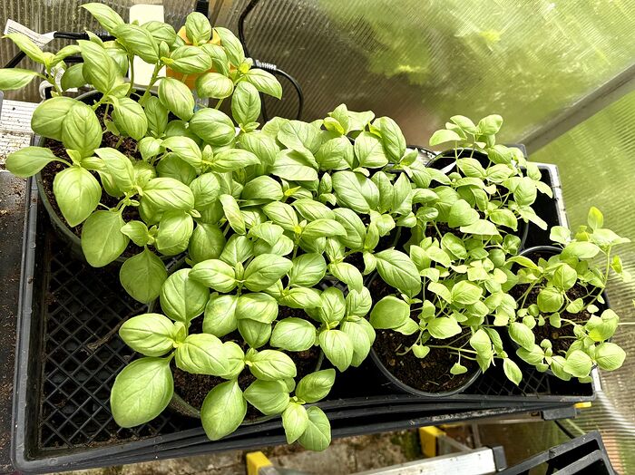 Basil