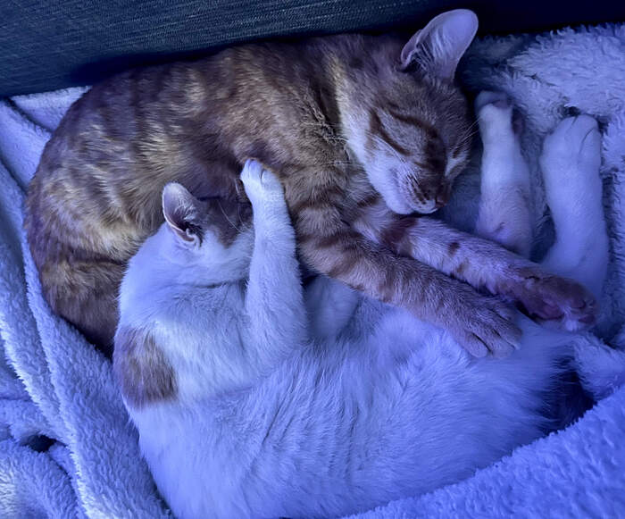 034F6727-06F0-43DA-AA1B-CD64C4C2911B_1_201_a