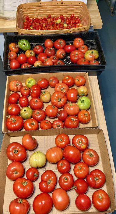 2025 Tomatoes