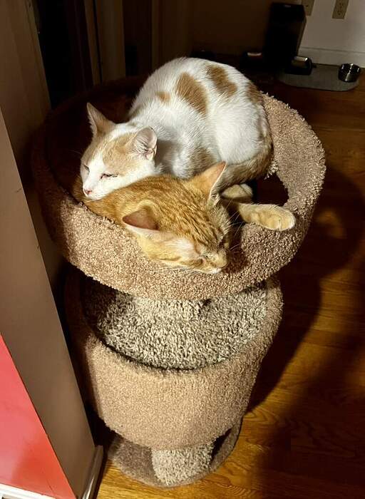 26D4602C-CB88-4CCA-8E25-87D1F4DD332A_1_105_c