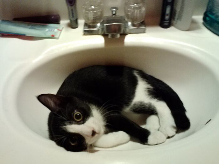 08-11-2013, laszlo in the sink 02