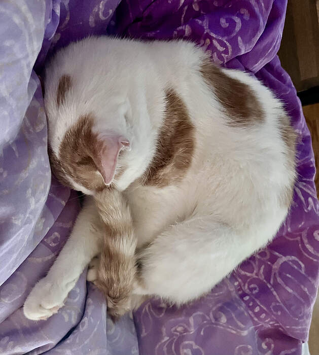 A978A15D-2D6E-4A9A-AA27-FED47A7803C8_1_201_a