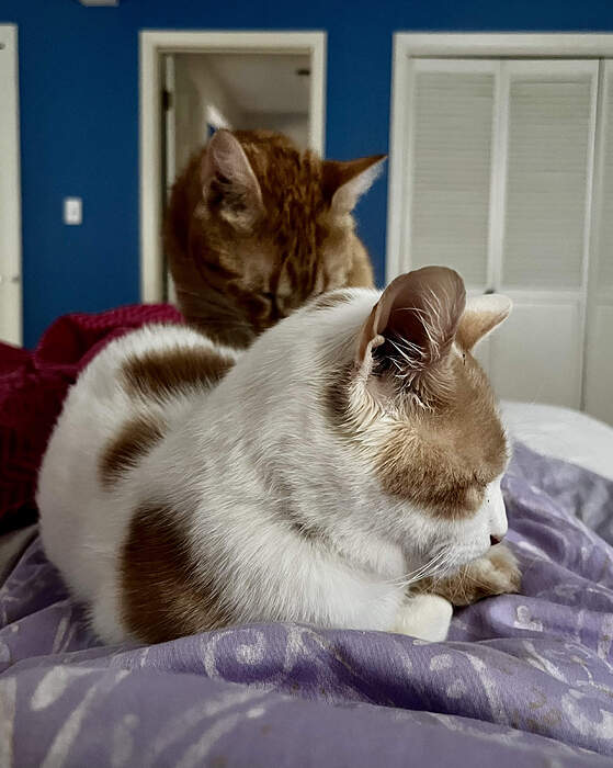 9B5D9ABC-5531-4FF5-953C-78929C7D3E8B_1_201_a