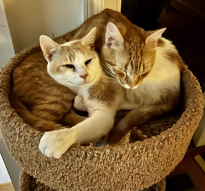 73C1303A-3E3E-4D26-B73A-ACD0774706B7_1_201_a