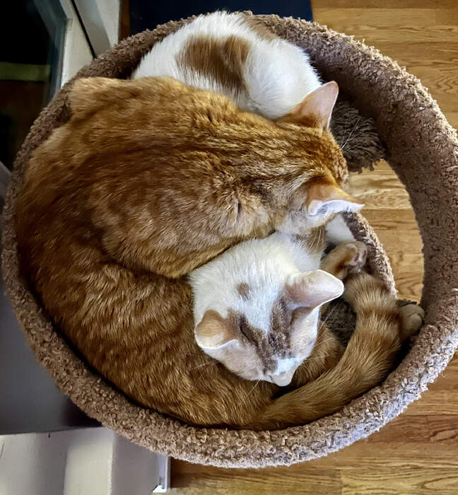 98B8B979-B1CA-46F4-A024-C0C5036FA411_1_201_a