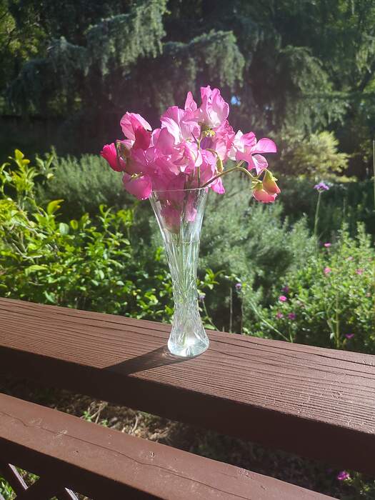 17769894884534186859819717557258