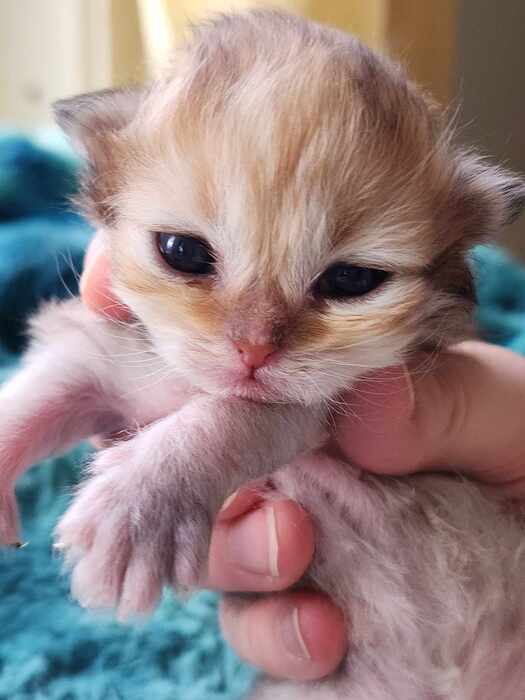 golden persian baby 2