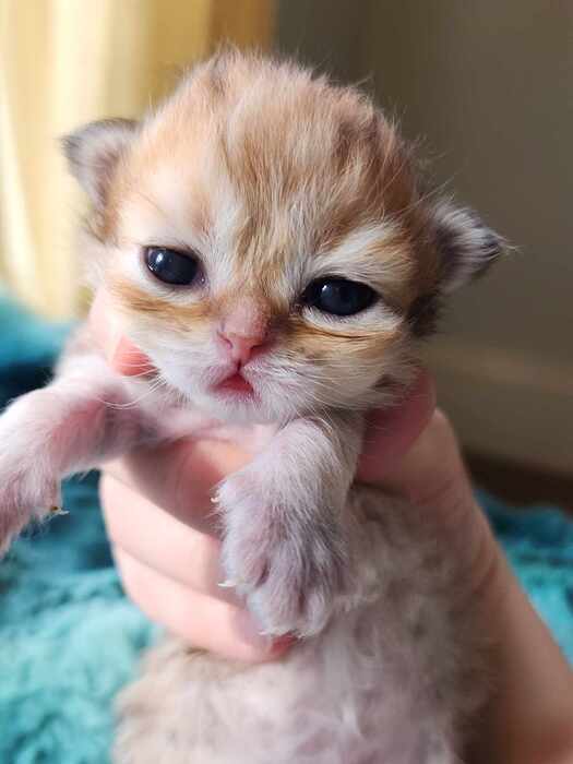 golden persian baby 1