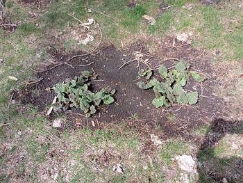 Apr 12 Rhubarb leaves closeup large enough to see from kitchen