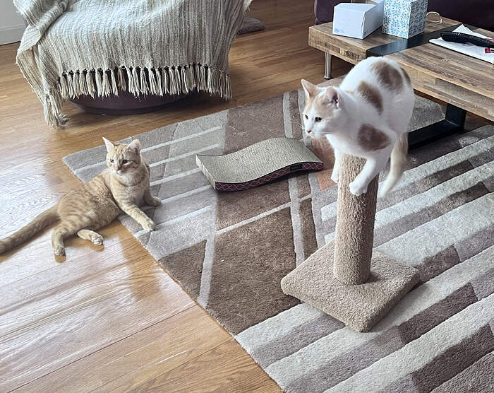 091C0777-33C1-4CD6-9ABC-763EA7E51232_1_201_a