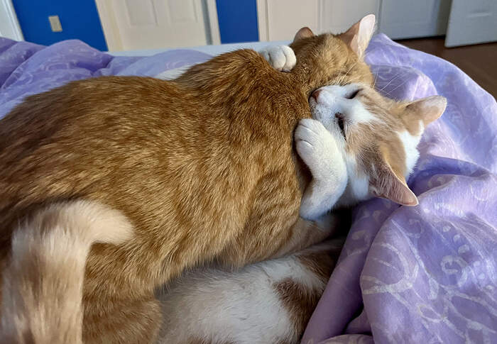 9F739B53-63F3-4EEA-96F0-CC6CA0DE3C50_1_201_a