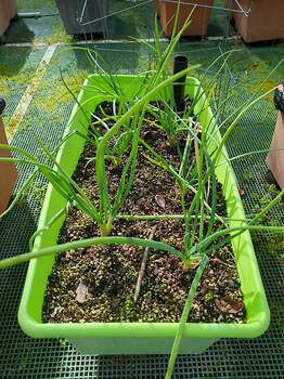 17711824263886405871963181751207