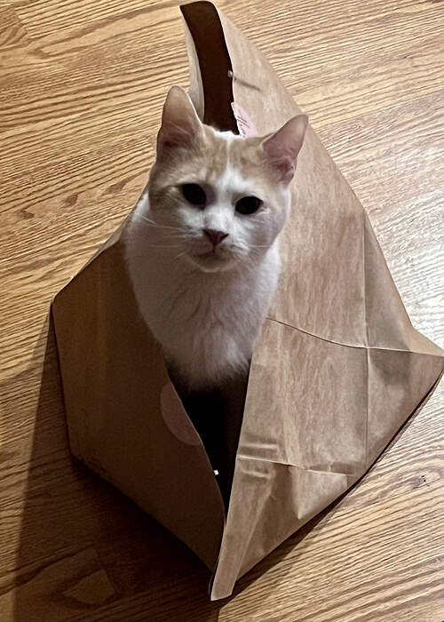 ABB1797C-C9E3-4588-913C-A2AE301A567A_1_201_a