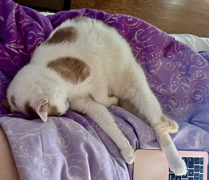 A96CA288-FF24-4BF9-975A-FCC7276904F7_1_201_a