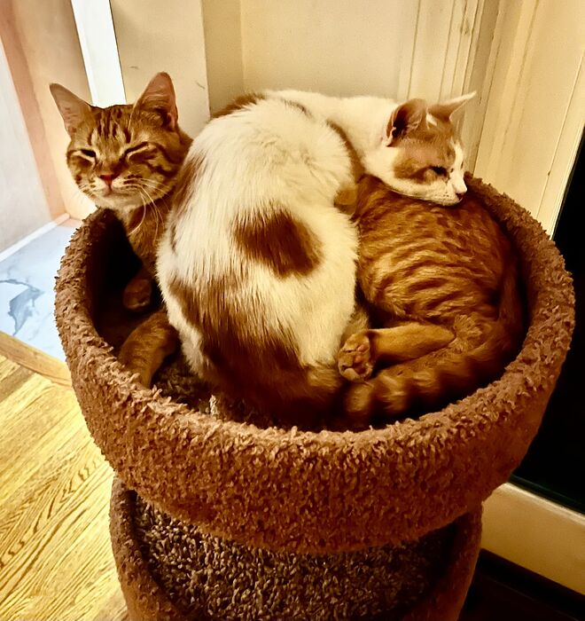 744B980C-751F-4B32-9CF5-DA59EE624326_1_102_a