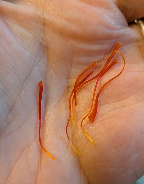 PXL_20251103_133342529~2