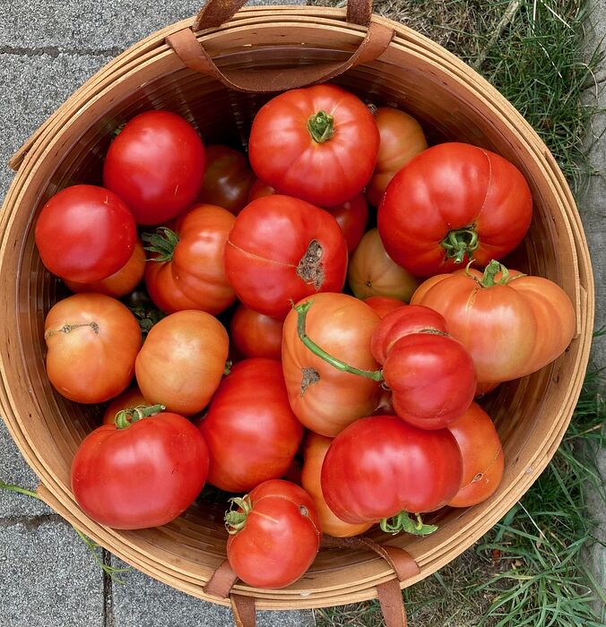 Tomato I