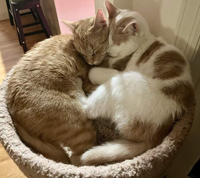 9ABCA492-FAC3-40B9-977B-FBFDA0A026F5_1_102_a