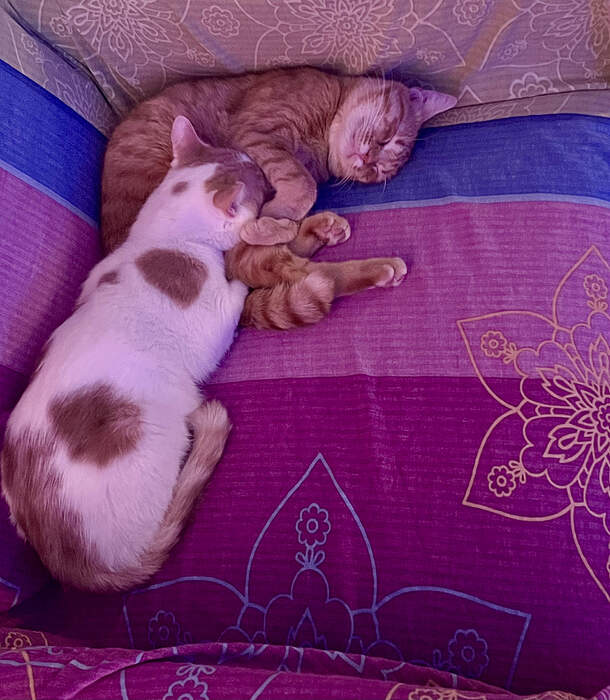 B10474C3-08EB-40FC-A75C-BF74AE8098A4_1_201_a