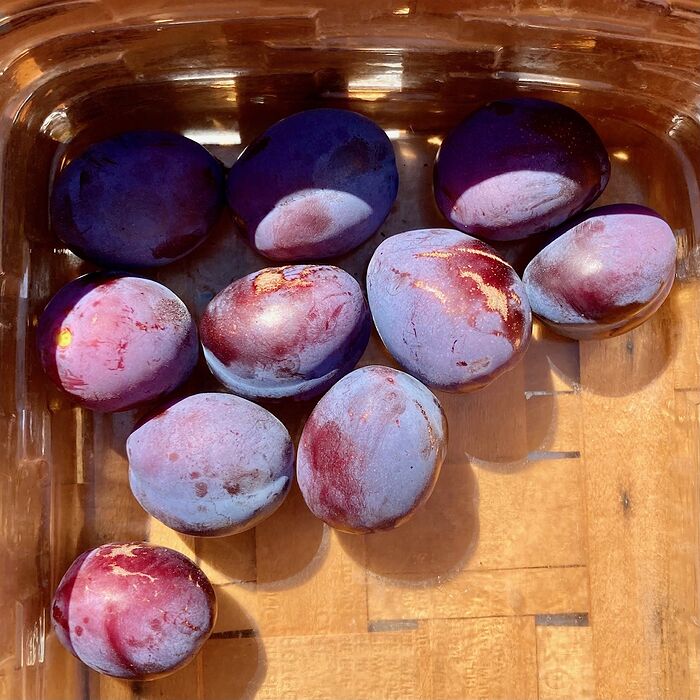 First Plum Pick