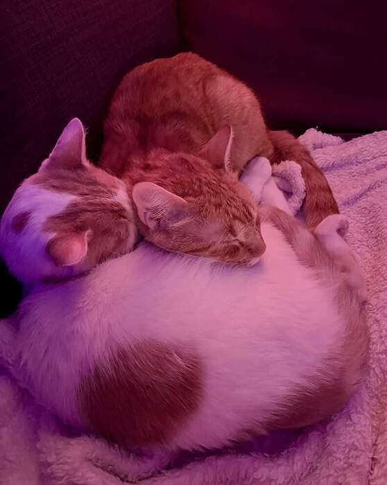 4A40FB24-36EB-4A4A-900E-9E81D3BDCE6B_1_105_c