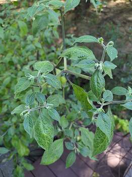 17742199260846052662873620720528