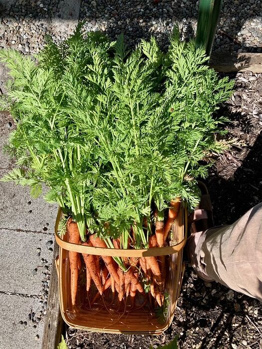 Carrot Harvest