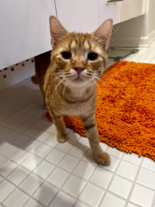 23A52E99-1FA8-4664-9383-755FD54AC1CA_1_201_a