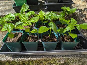 PXL_20260406_180056633