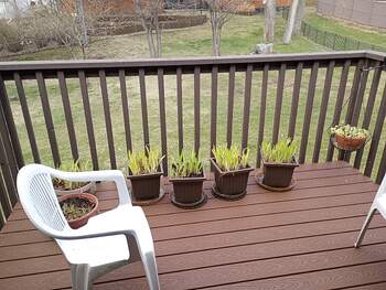 Apr 12 back deck lunch spot