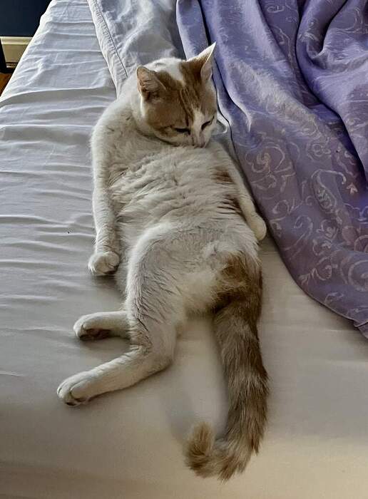 9049D62D-310A-4B99-9EEA-0E32F79C8BA9_1_105_c